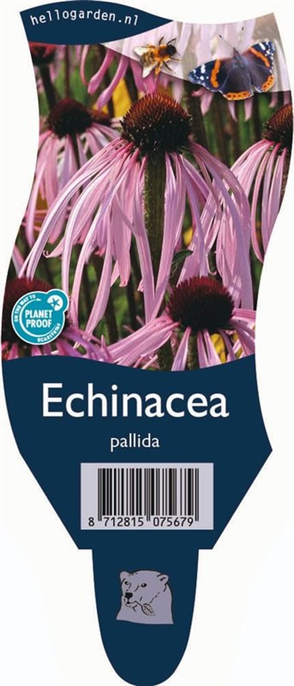 Echinacea pallida - P11